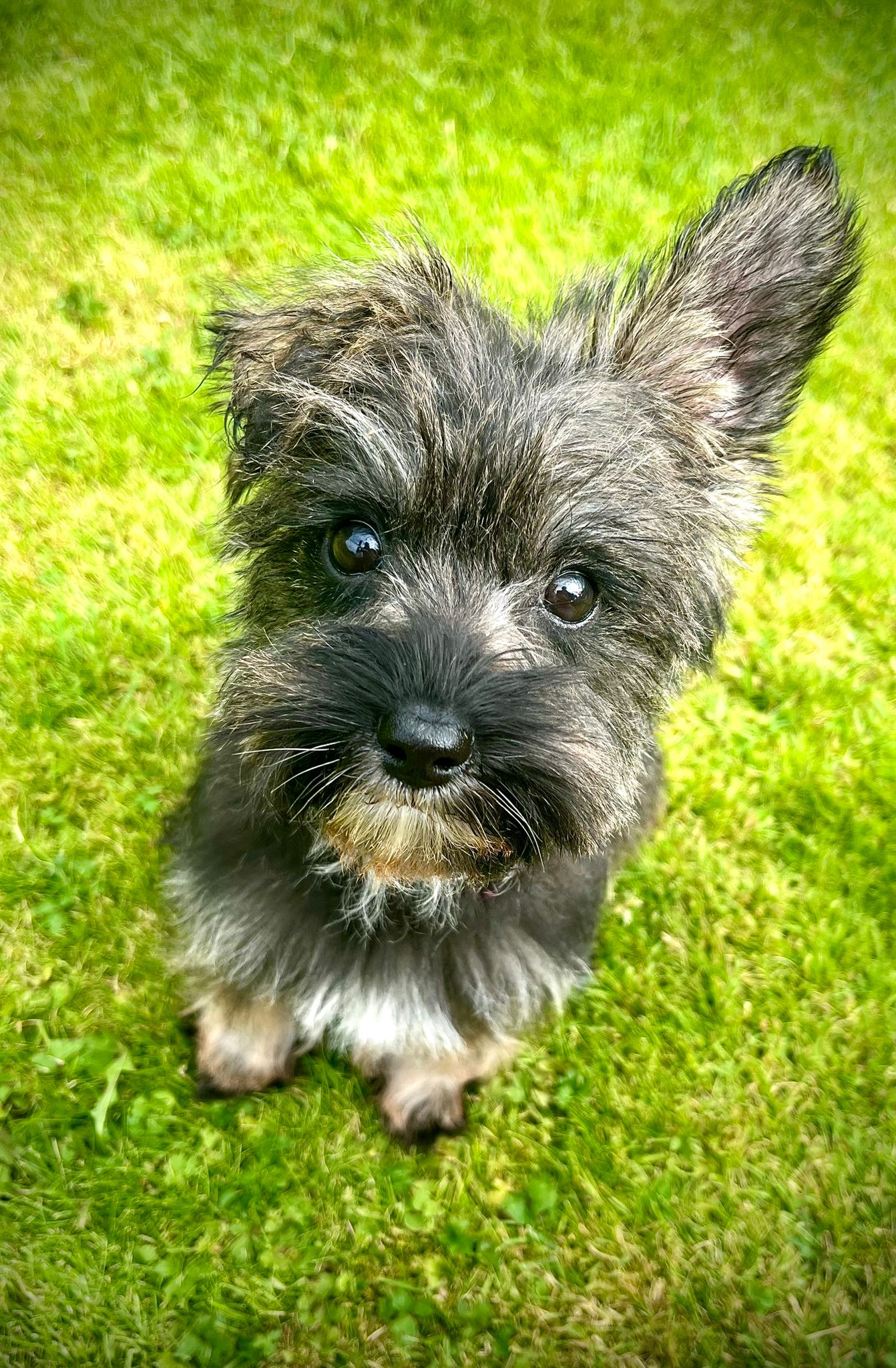 Boozer puppy Sprout