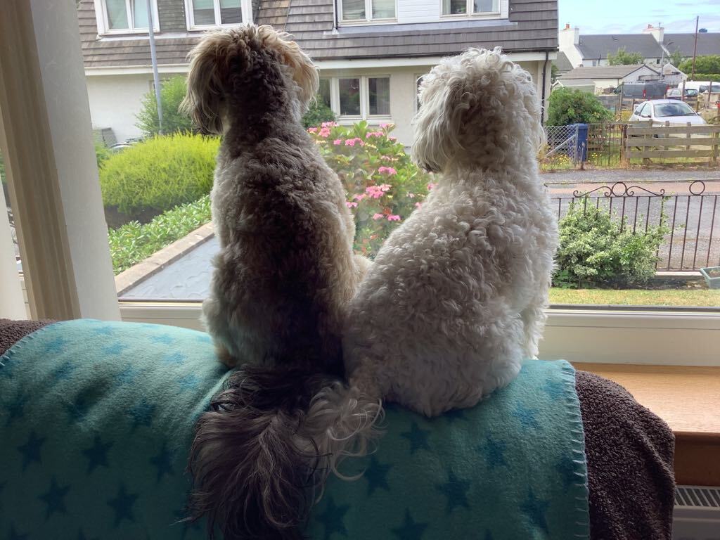 Two Toy Schnnodles sitting looking out of the window watching the world go by. SedgysMiniMe 