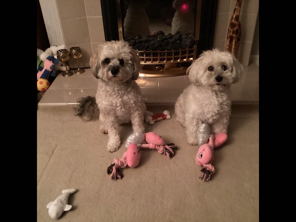Sable Toy Schnoodle and White Toy Schnoodle