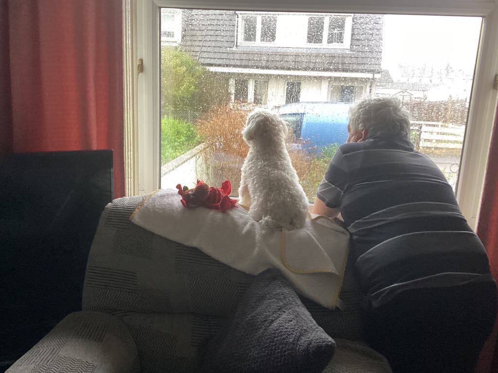 Toy Scnoodle looking out of the window with her daddy