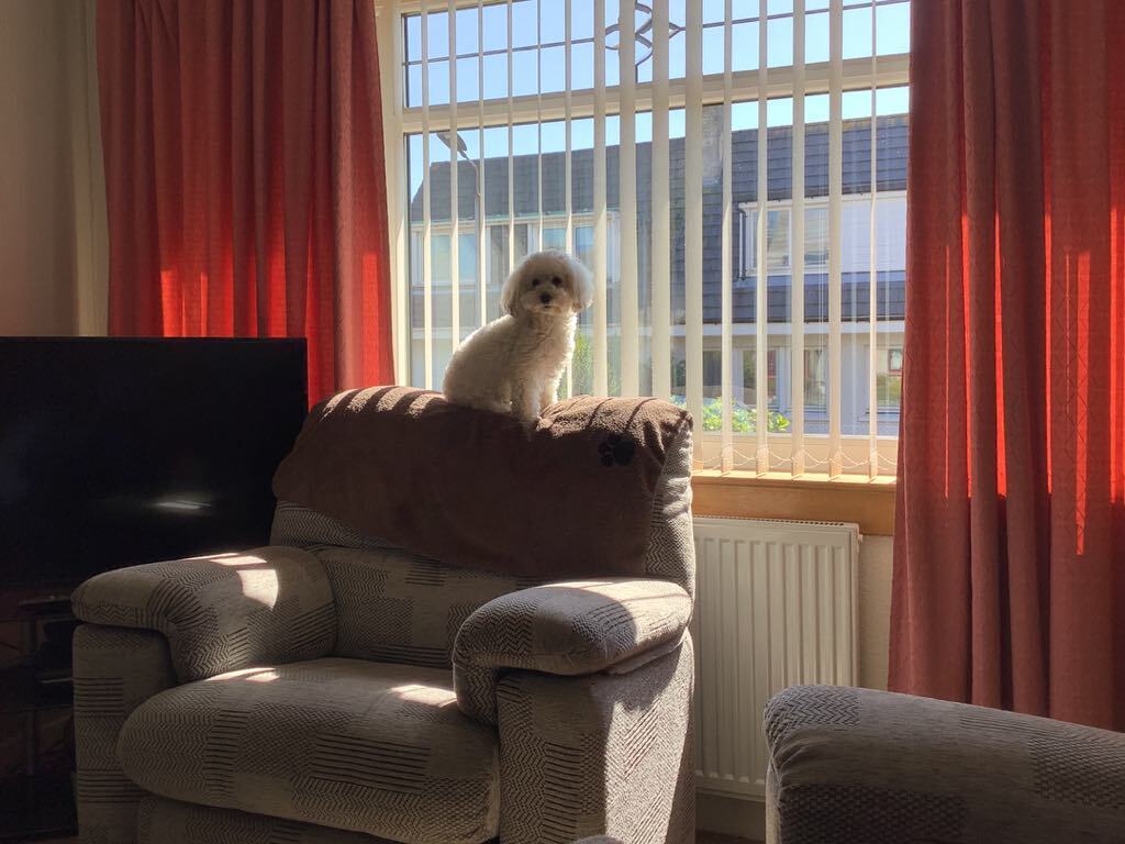 SedgysMiniMe Agnes : White Toy Schnoodle