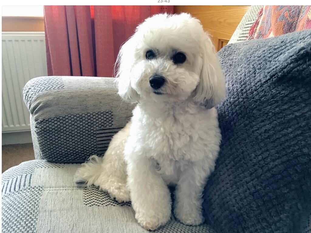 Agnes : White Toy Schnoodle from SedgysMiniMe 