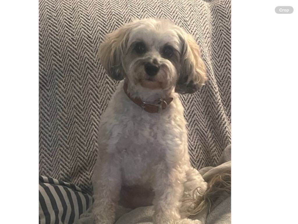 SedgysMiniMe Ella : Sable Toy Schnoodle