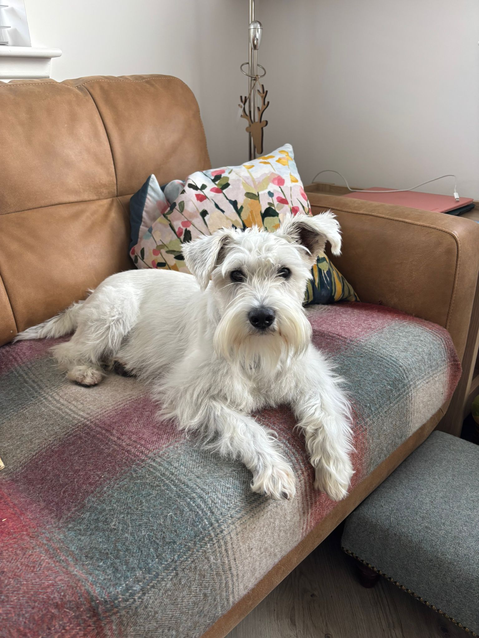 SedgysMiniMe Archie : White Miniature Schnauzer