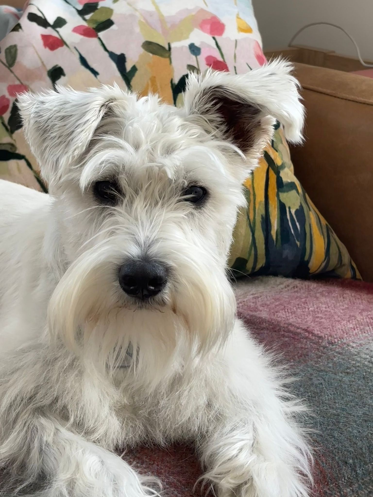 White Mini Schnauzer