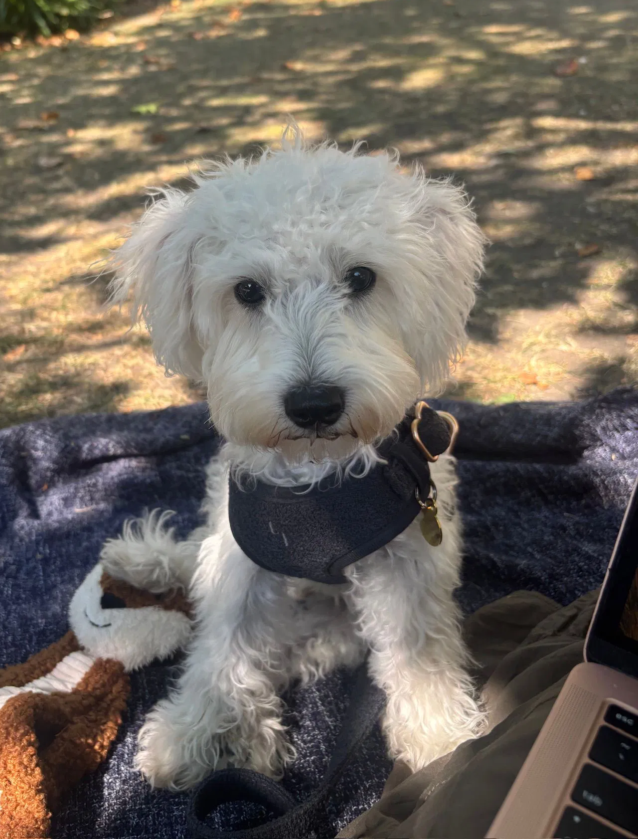 SedgysMiniMe Coast: F1 Toy Schnoodle