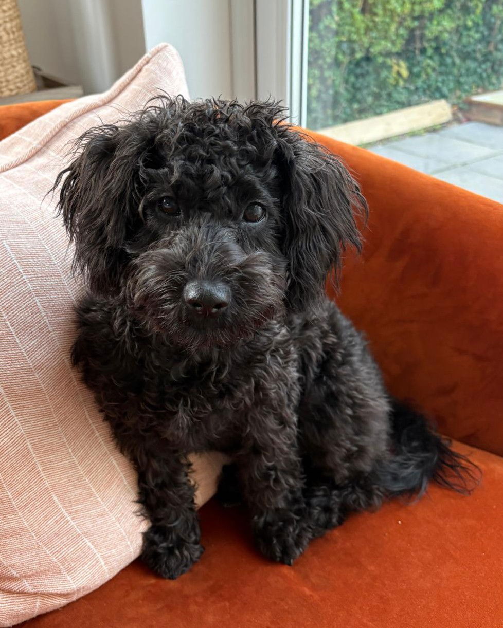 SedgysMiniMe Zara : Toy Schnoodle