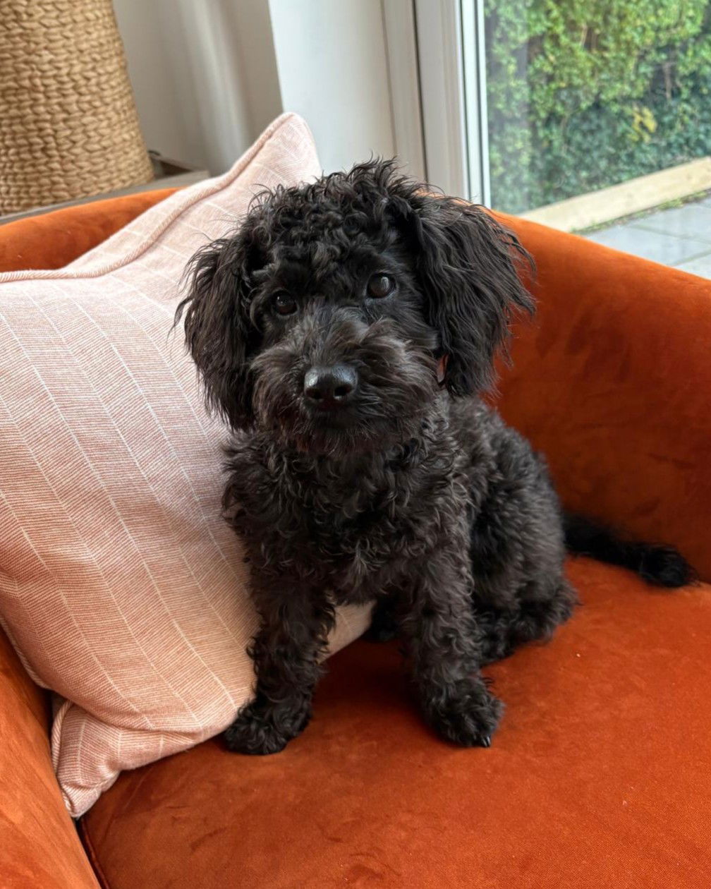 Black Abstract Toy Schnoodle from SedgysMinime