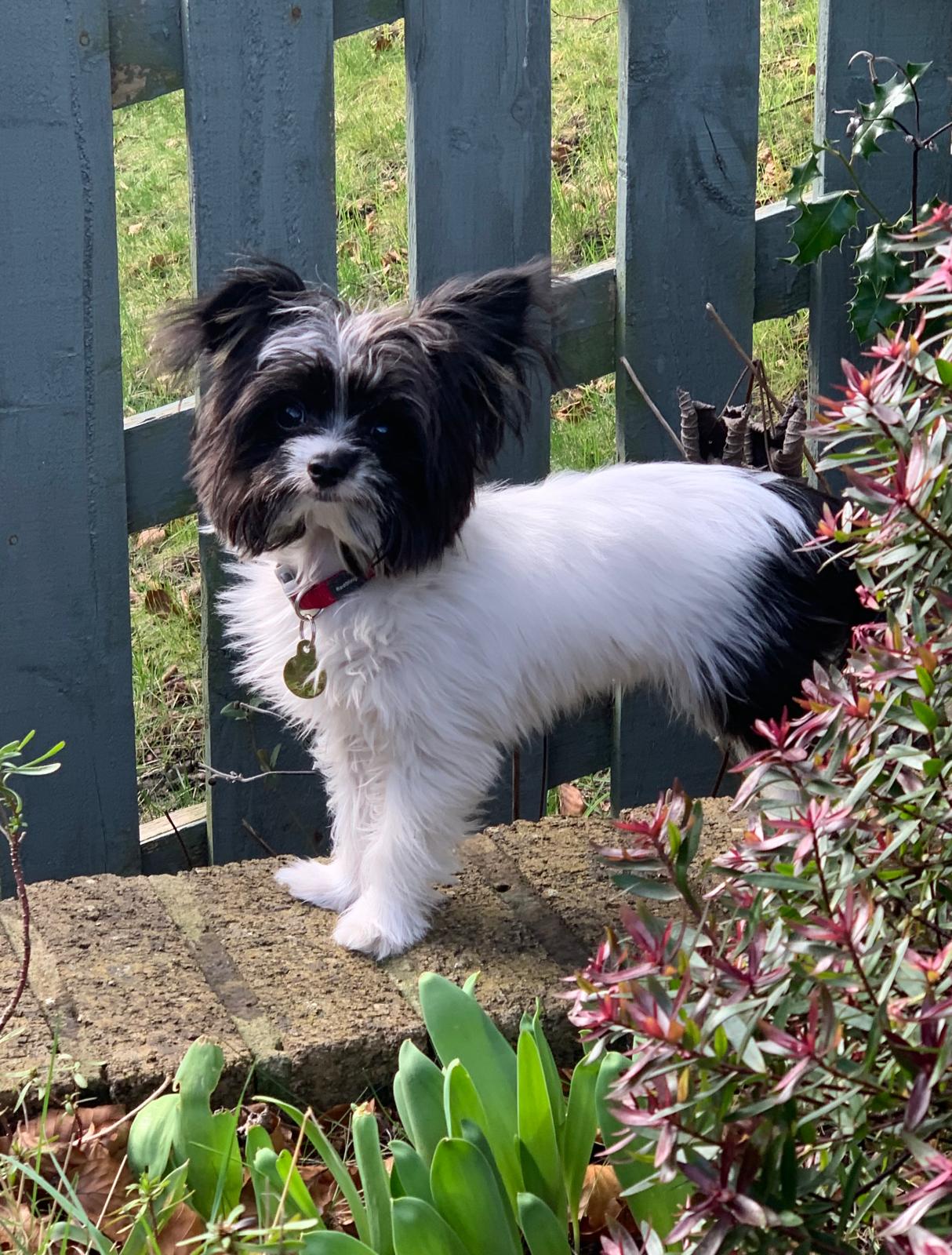 SedgysMiniMe Denver : Therapet BieChi