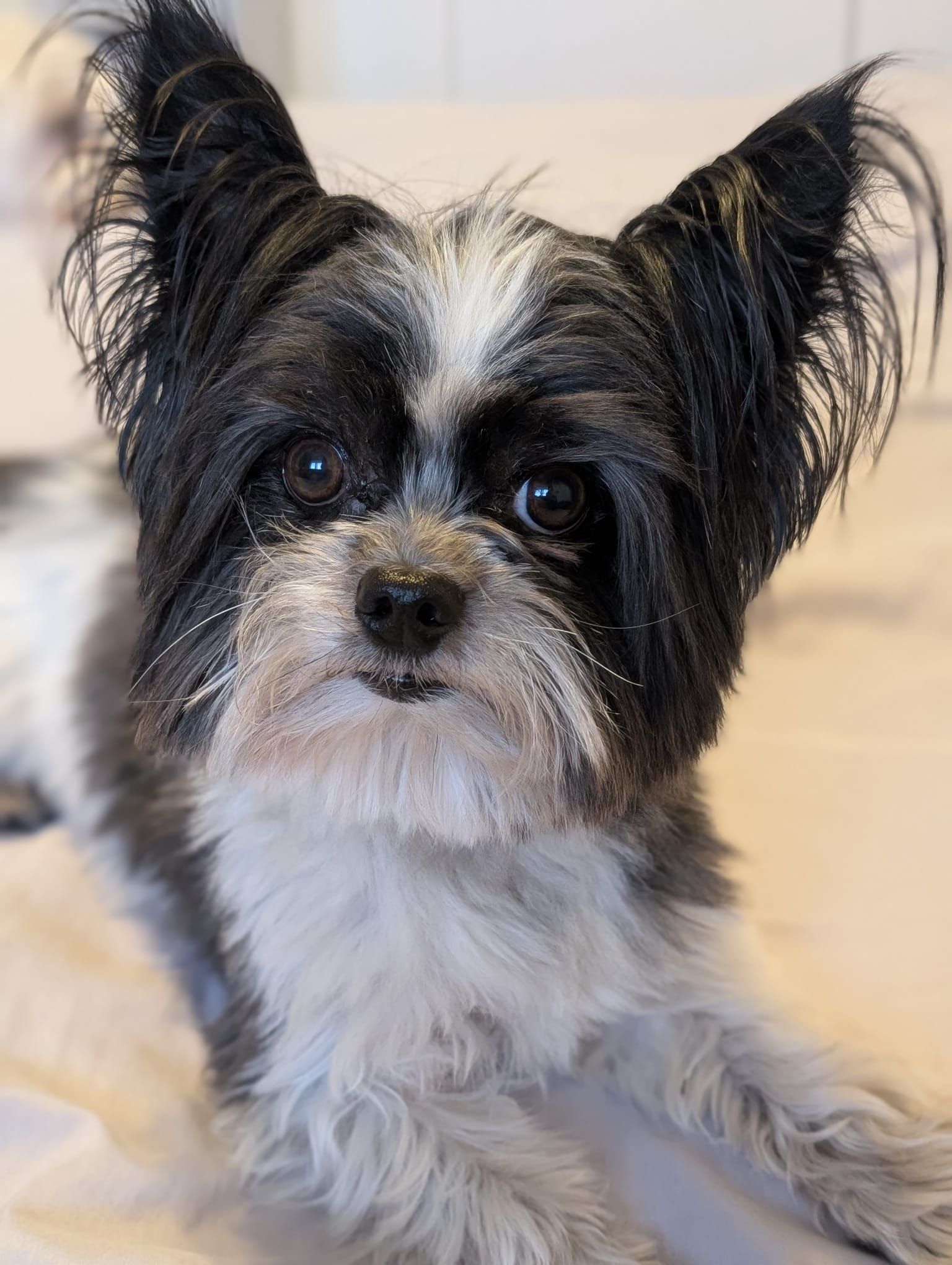 SedgysMiniMe Bob the Biewer Terrier