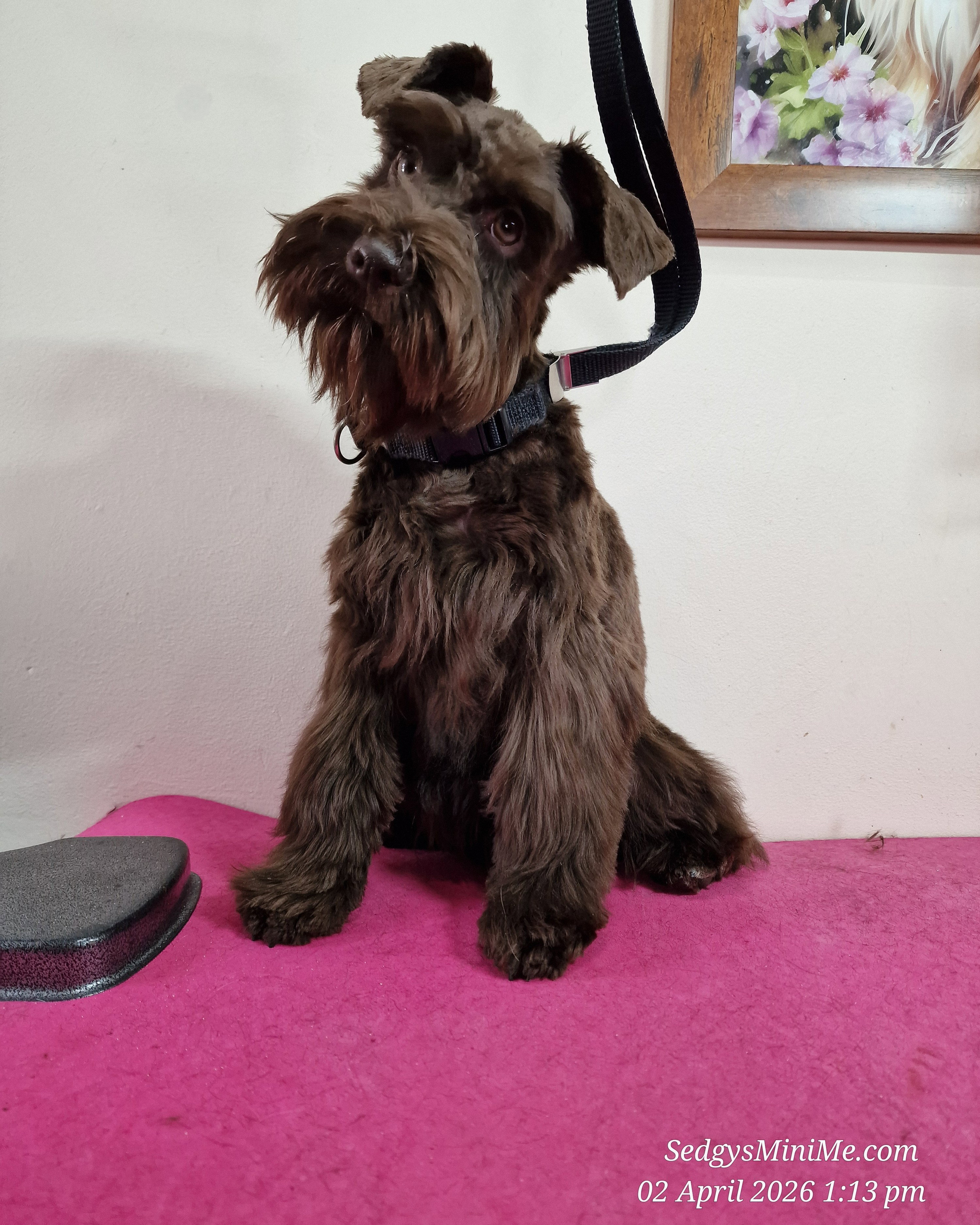 Liver Chocolate Brown Miniature Schnauzer
