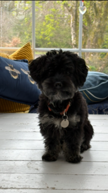 SedgysMiniMe Bennet. Angus. Biewdle : Biewer  x Toy Poodle