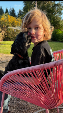 Biewdle Puppy : Biewer Terrier x Toy Poodle Mix