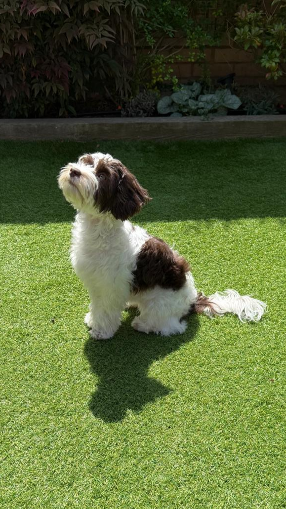 Biewdle (Biewer Terrier x Toy Poodle Mix)