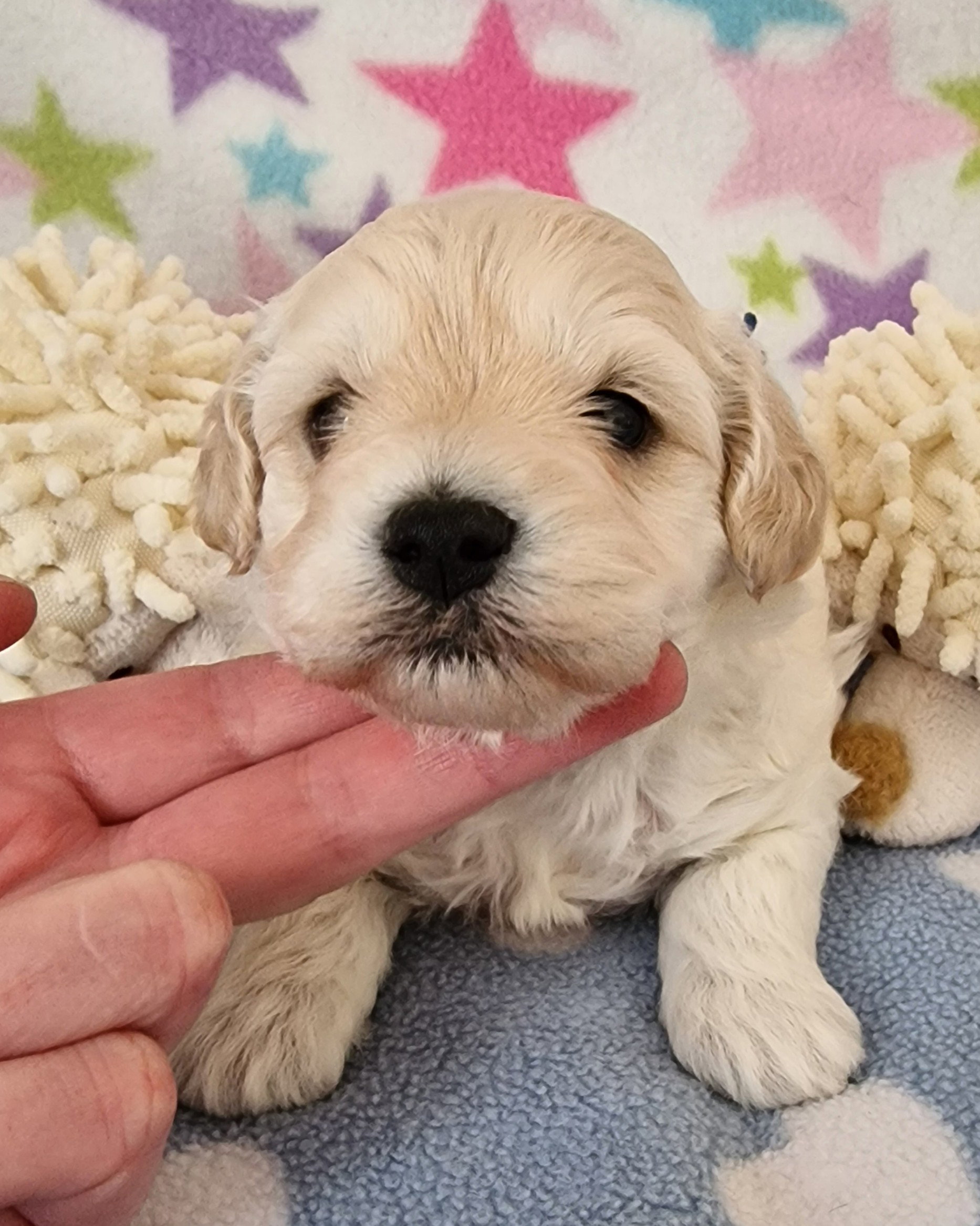 Cream Fawn F1 Toy Schnoodle, SedgysMiniMe Baldur