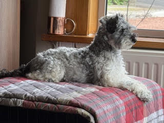 SedgysMiniMe Barbara : F1 Toy Schnoodle