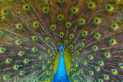 A new chapter of Wild Things Exotic Animal Orphanage