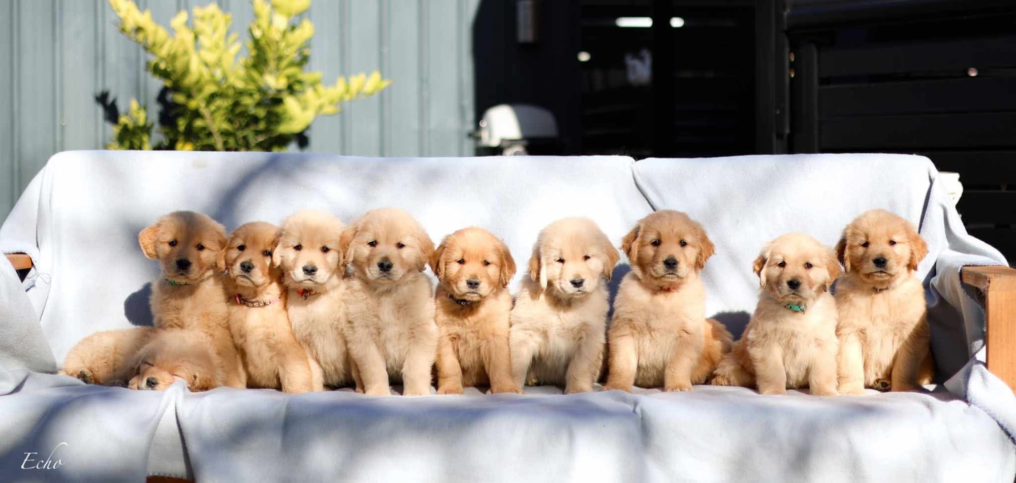 Ares and his family @ 6 weeks