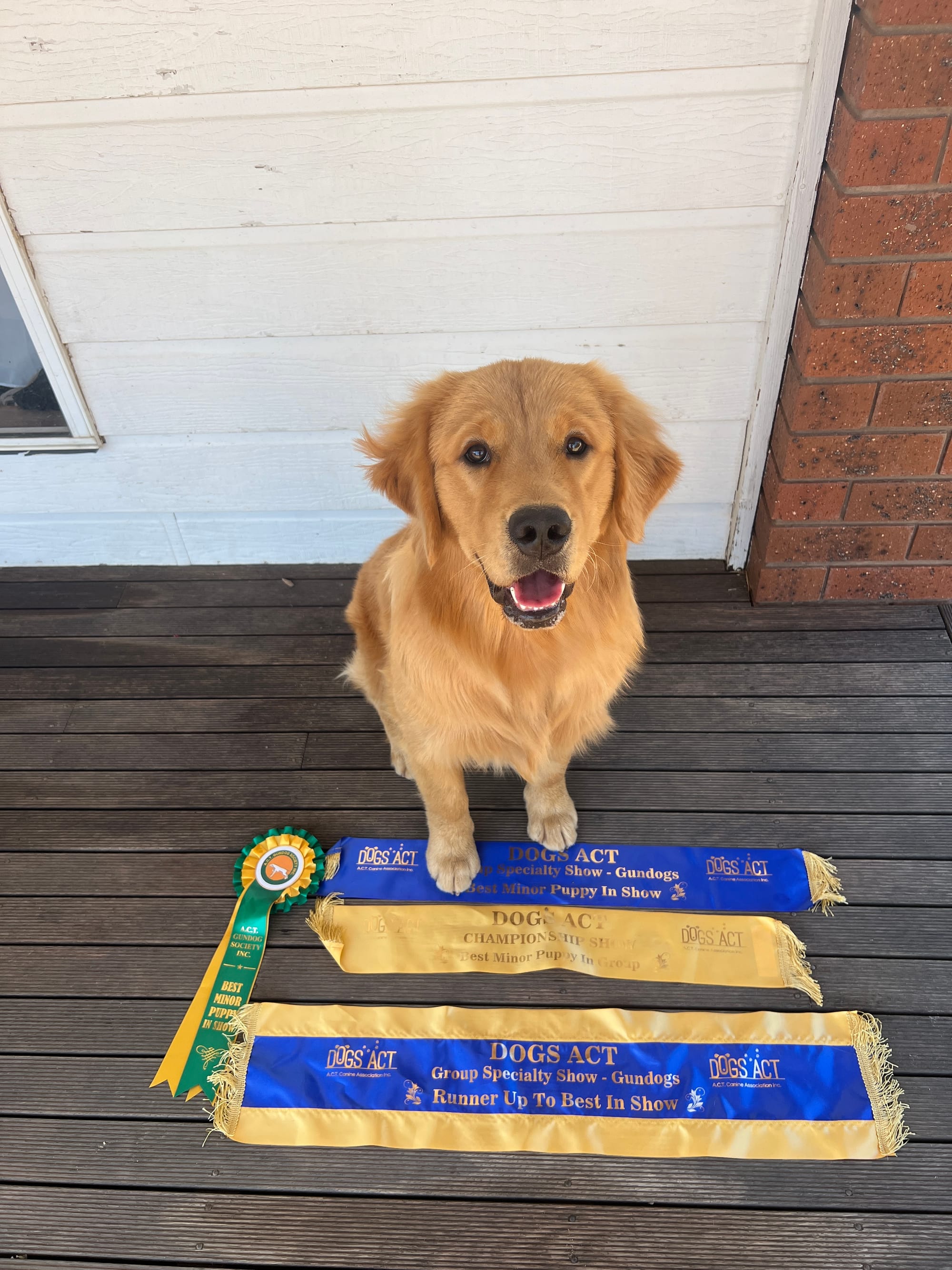 Proud of all his ribbons just from one weekend