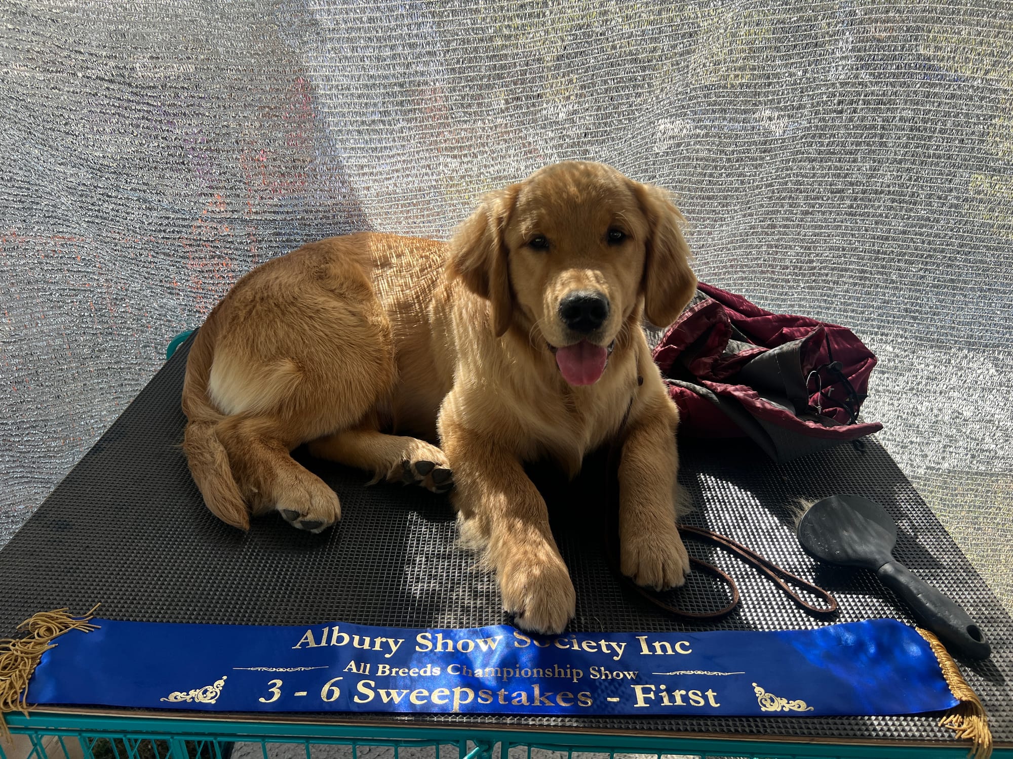 Ares winning 1st in Sweepstakes @Albury ~7.5 months old
