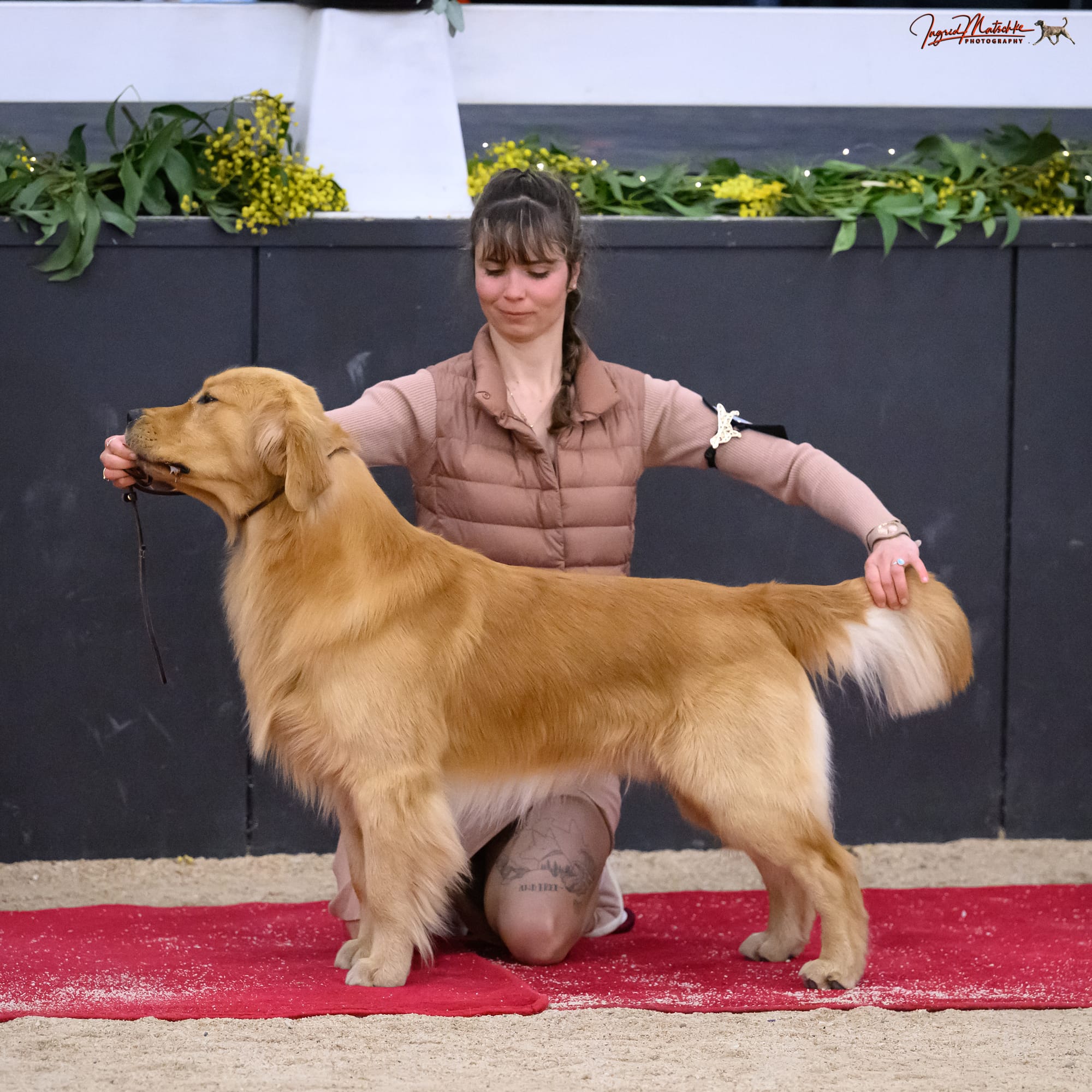 13th Golden Retriever National Show @ 14 months old