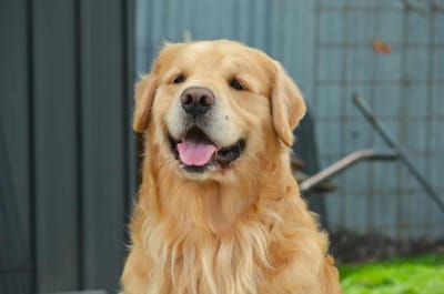 KOBI image