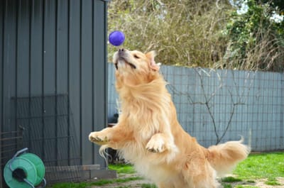 KOBI image
