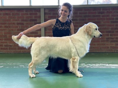 puppies image