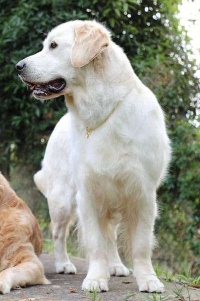 puppies image