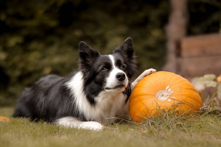 Pumpkin seeds for your pet