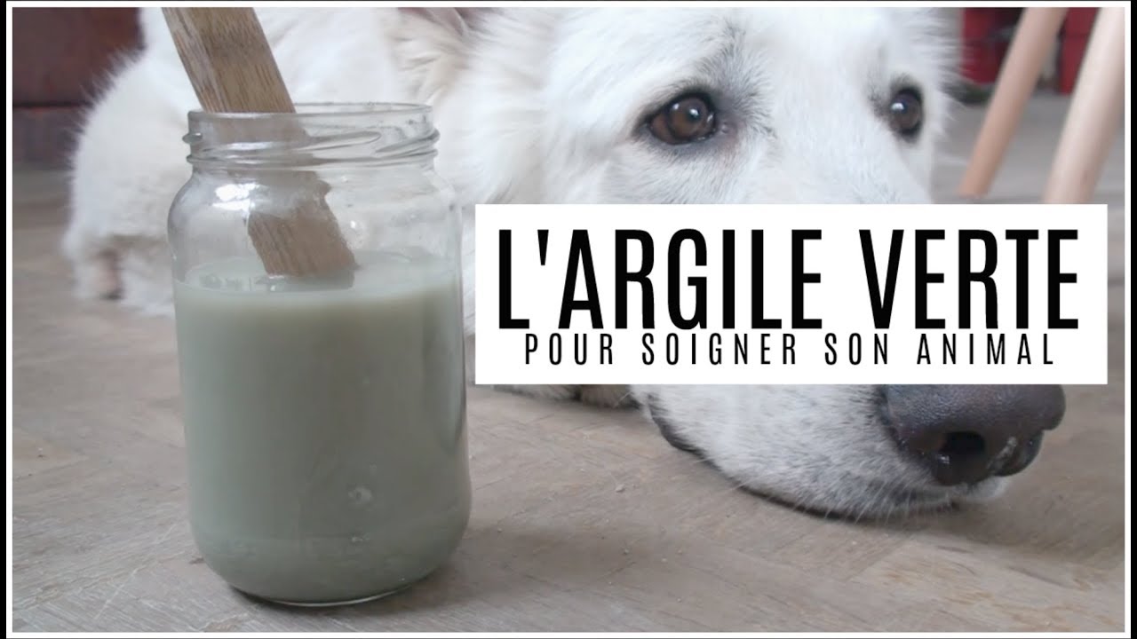 L'Argile Verte pour votre animal