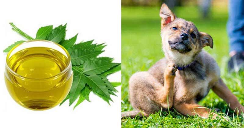 L'Huile de Neem pour votre animal