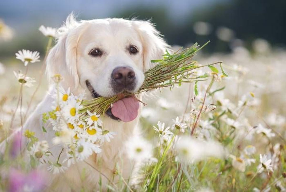 LA CAMOMILLE MATRICAIRE pour votre animal