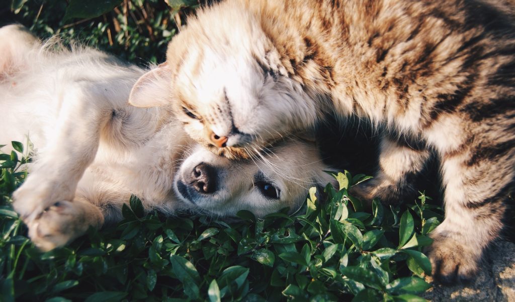 Salmon oil for dogs and cats