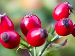 Le Cynorrhodon, vitamines C naturelle pour vos animaux