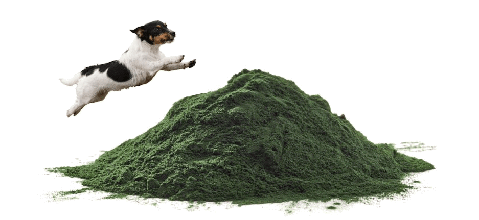 La Spiruline pour vos animaux