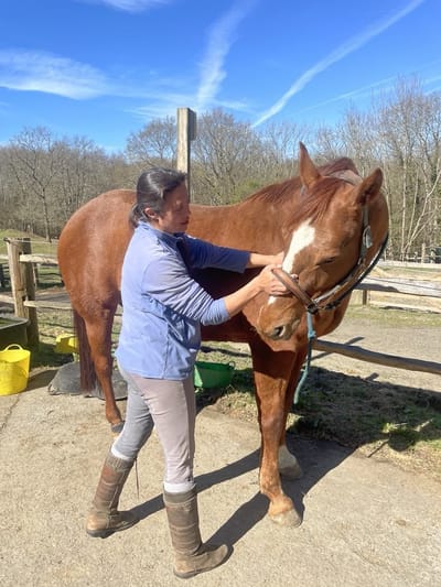 Should I have Equine Osteopathy for my Horse?