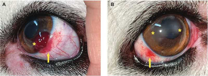 Canine corneoconjunctival hemangiosarcoma:case report from Costa Rica