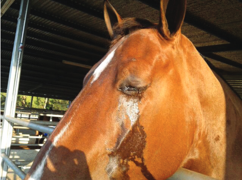 Fungal keratitis in a mare: case report in Costa Rica