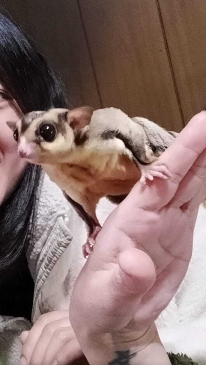 Recibimiento de 6 petauros