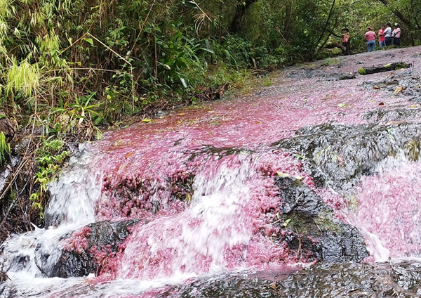 Pasadía Caño Imará Escarlata