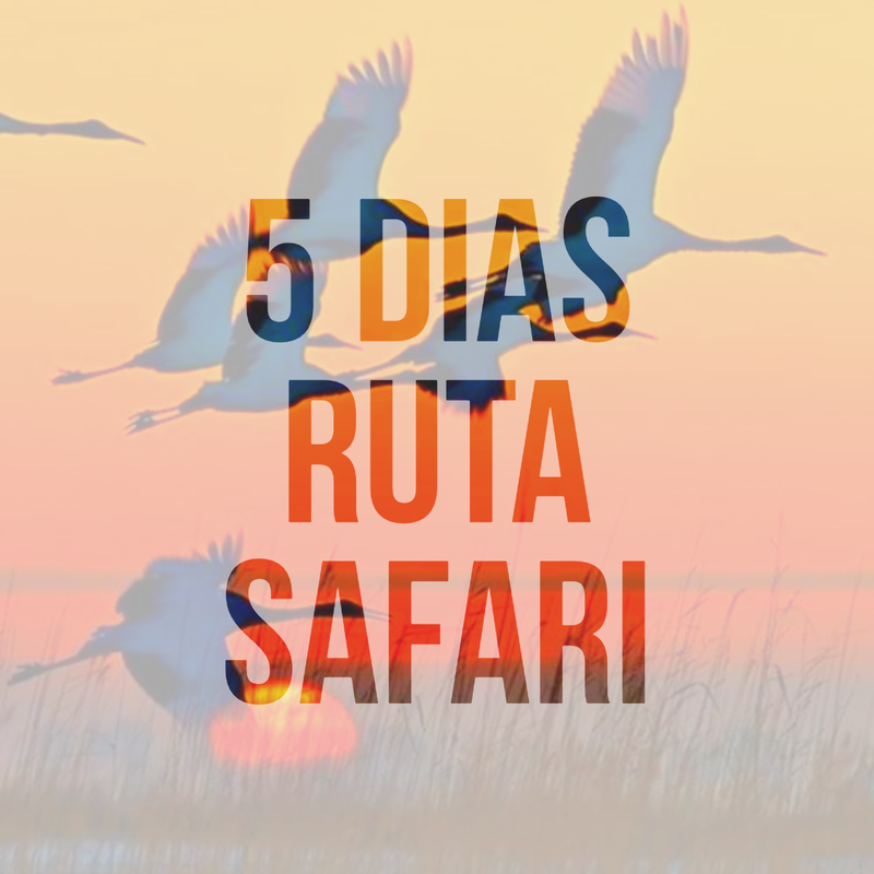 Ruta Safari Junio