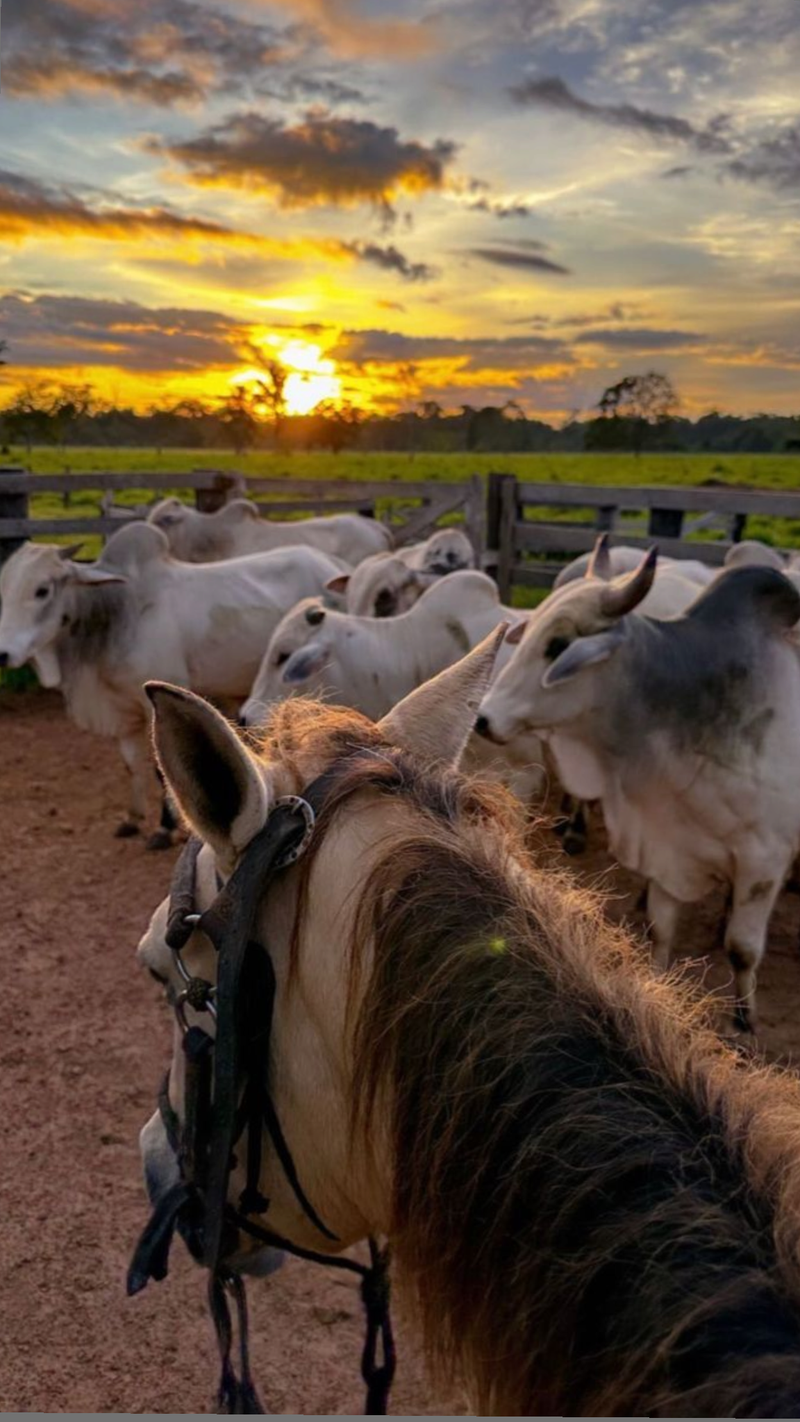 Escapada llanera 2026 - 1 🐎