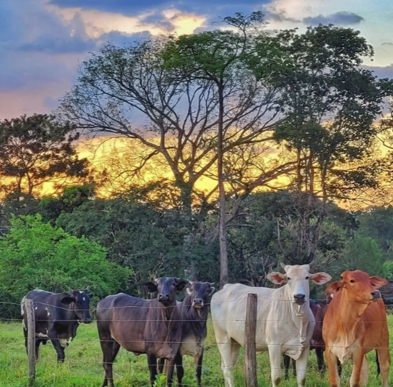 Fin de Semana Ruta Safari Llanero