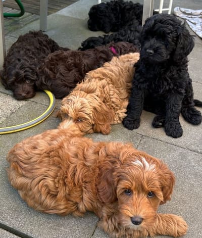 7 glückliche Welpen