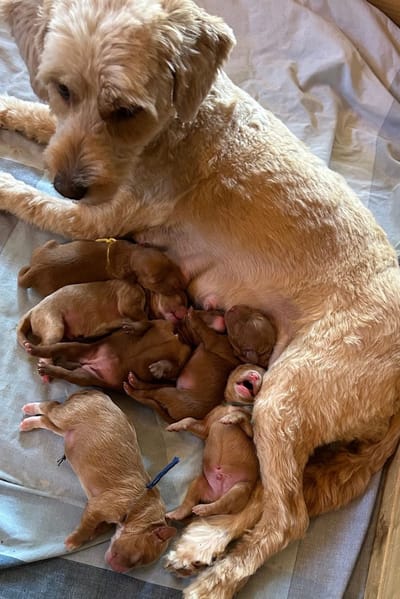 Sommersonnenwende-Welpen