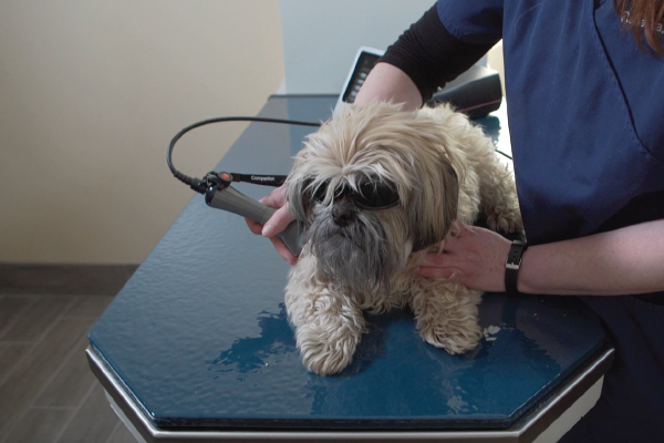 Laser therapy for pets