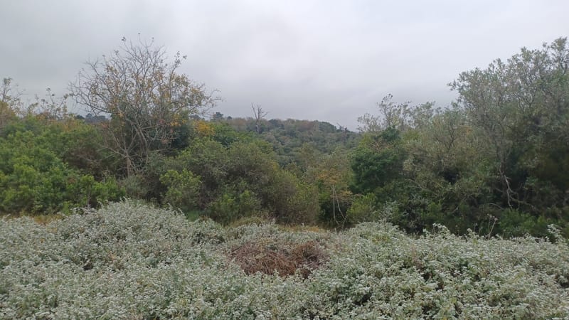 New Residences on Erf 1071 Hoekwil