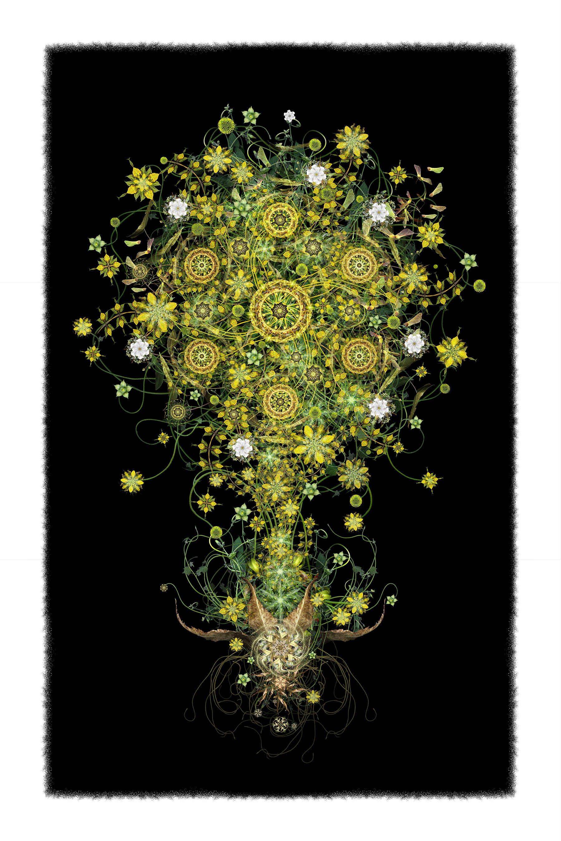 family tree