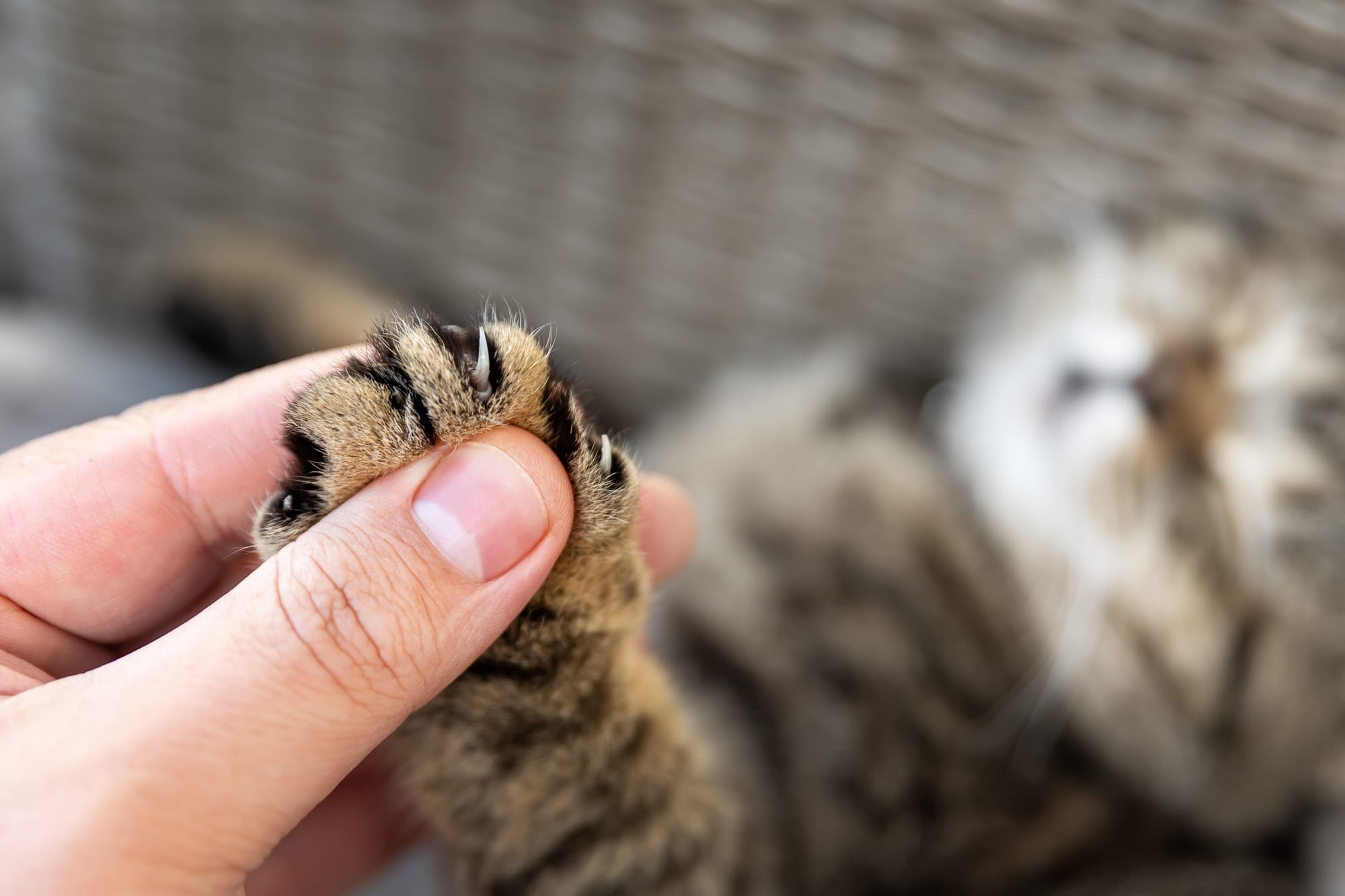 The Dos and Don'ts of Cat Nail Trimming